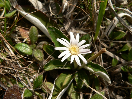 {Chaptalia tomentosa}